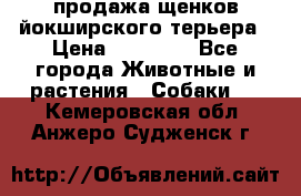 продажа щенков йокширского терьера › Цена ­ 25 000 - Все города Животные и растения » Собаки   . Кемеровская обл.,Анжеро-Судженск г.